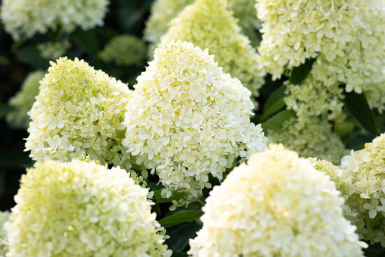 Living Cotton Cream