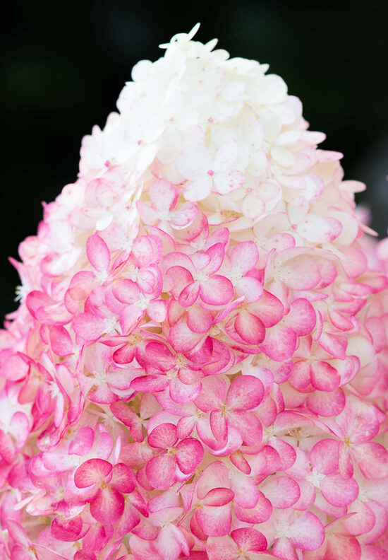 Living Pink & Rose