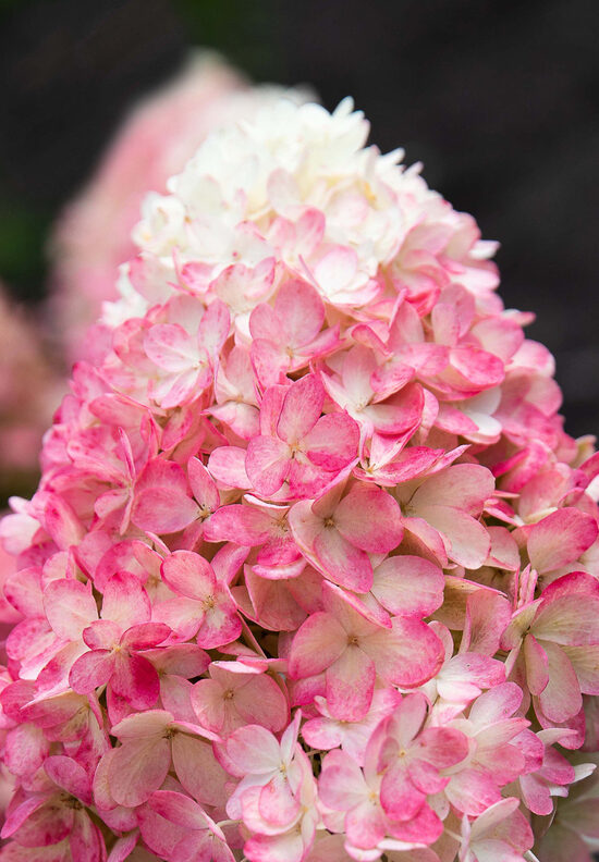 Living Raspberry Pink