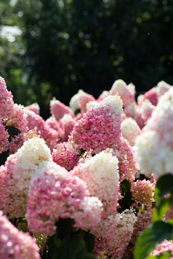 Living Srawberry Blossom