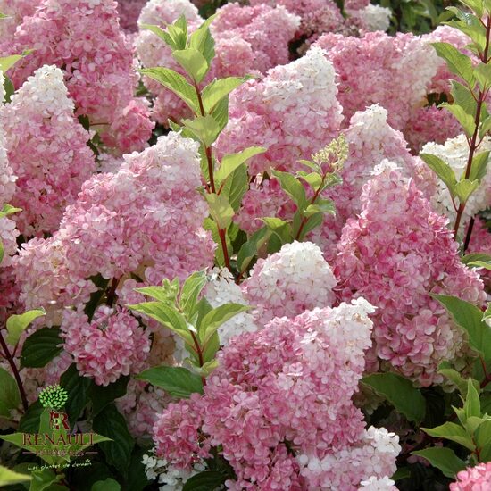 Vanille Fraise ® 'Renhy'