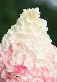Sundae Fraise