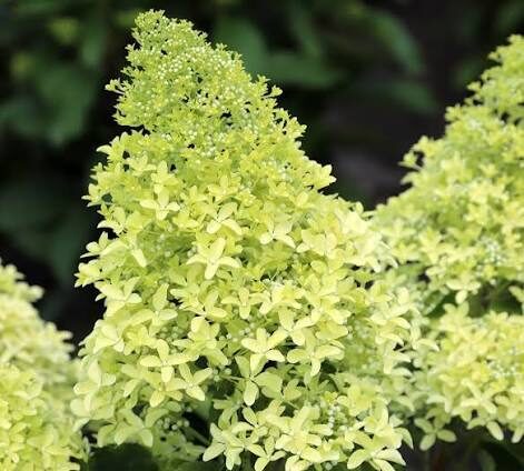 Lime Sparkle