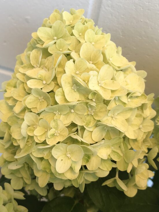 Lemonlight