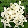 Great Star