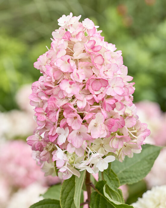Living Little Blossom